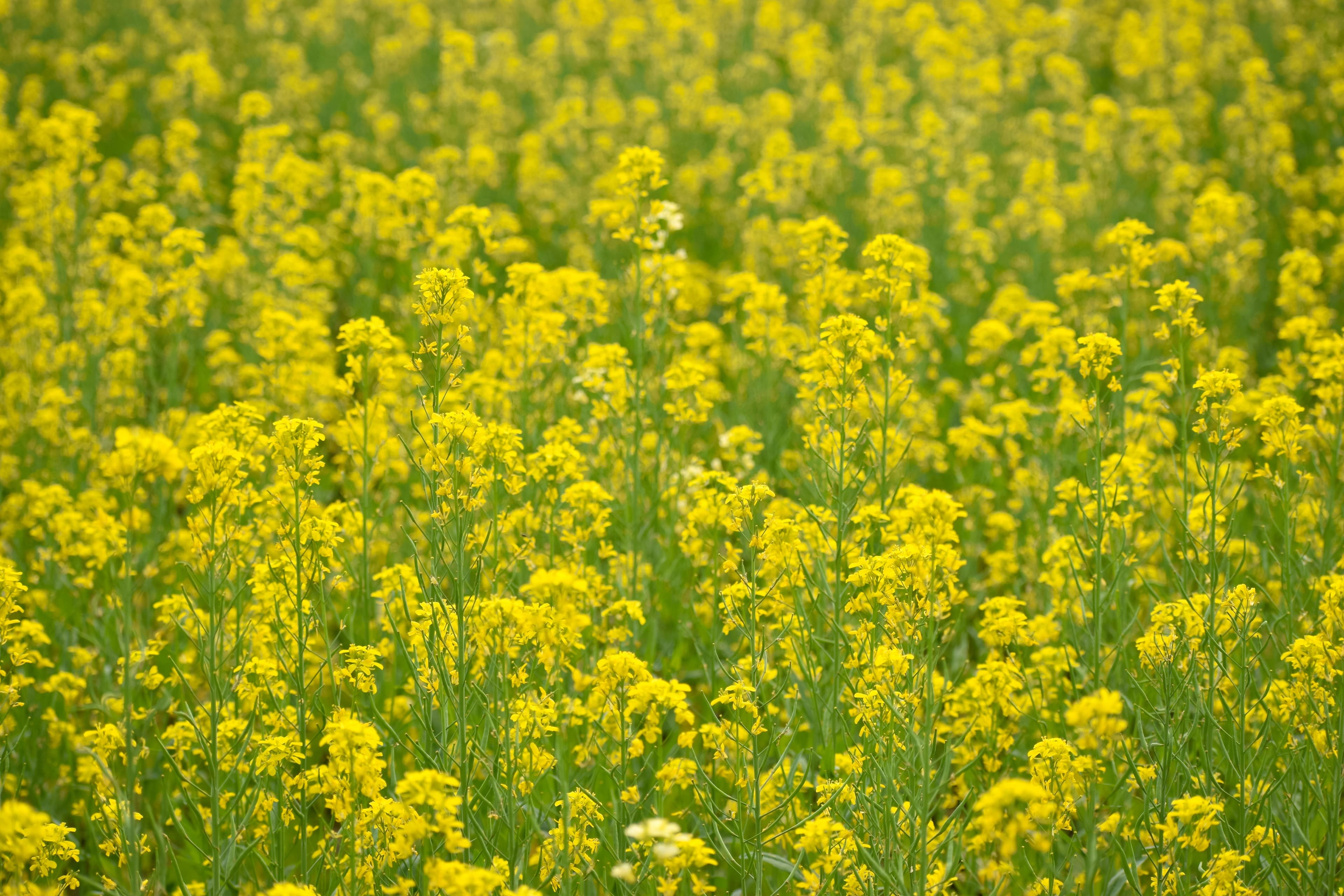 Mustard field in golden bloom